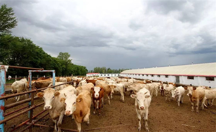 ��ҩӰ��ҩ���ЧӦ�����ĳɷ�